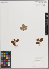 Foto von Salix caprea L.